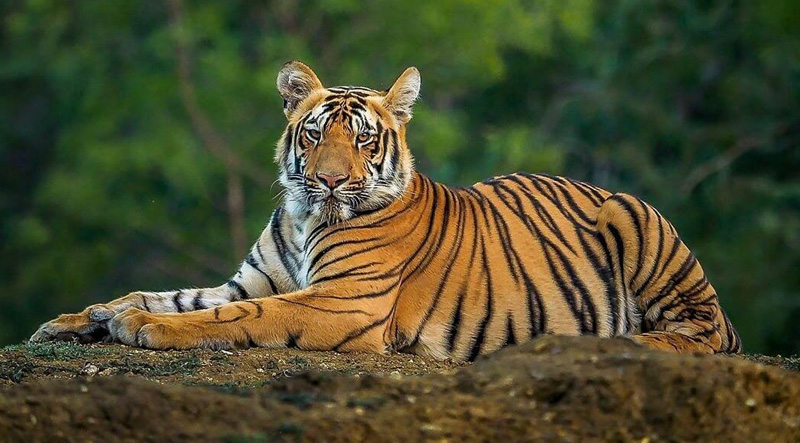 The Twisted Tale of a Tiger & a flat Tyre