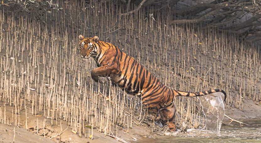 A Day with a Mangrove Tiger