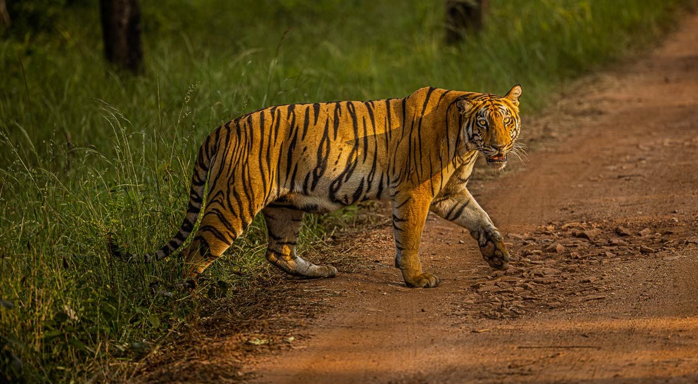 Tadoba: Tigers, Teak & Turnarounds